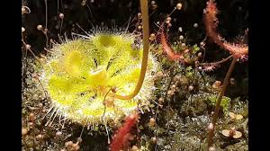 There are various forms that range in size from less than 1 cm to about 3 cm across and may be. Drosera Burmannii The Tropical Sundew Youtube