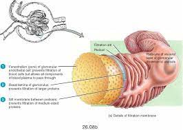 Filtration Membrane Medical Knowledge Renal Physiology Physiology