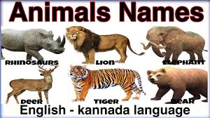 Wild Animals Name Learn Animal Names With Pictures In English Kannada Ak English Learning Youtube