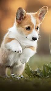 Corgi Puppy Pet Dog In 2020 Corgi Puppy Cute Puppy Wallpaper Cute Dog Wallpaper