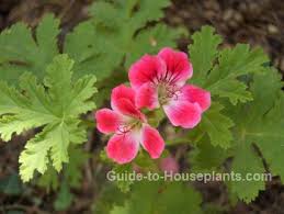 Text archives dates range from 1981 to today for the philadelphia inquirer and 1978 to today for the philadelphia daily news Scented Geranium Tender Perennial Geranium Plant Care
