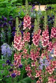 Pin By Ishvara Singh On Gardening Flower Garden Flower Show Plants