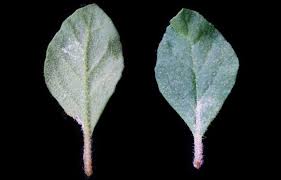 Image result for Glinus