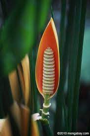 Honeycomb Shaped Flowers Of A Plant From Araceae This Is A Cluster Of Hundreds Of Tiny Flowers Called A Spadix Strange Flowers Unusual Plants Unusual Flowers
