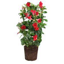 Image result for Mandevilla