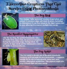 How do animals use glucose. Incredible Creatures That Use Photosynthesis For Energy