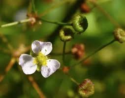 Image result for Aneilema lanceolatum