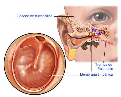 Resultado de imagen para La membrana timpánica y el sistema de huesecillos."