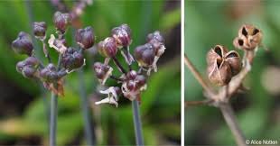 Image result for Tulbaghia cameronii
