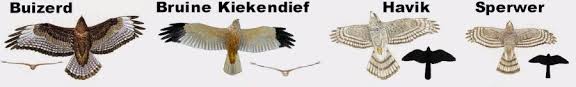 Het maakt het wel eens lastig om de gewone buizerd te. Wr Hwo Soorten Roofvogels Die In De Hoeksche Waard Broeden