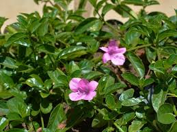 Image result for Barleria