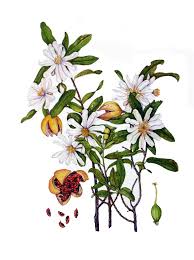 Image result for Xylotheca tettensis