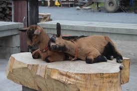 Pin Op La Ferme Du Pre Charmant