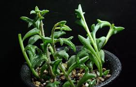 Maybe you would like to learn more about one of these? Senecio Peregrinus Adorable Succulent That Looks Like A Dolphin Plant