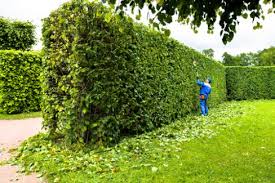 Bis wann und ab wann darf ich meine hecke schneiden. Hecke Schneiden Kosten Preisbeispiele Und Mehr