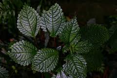 Image result for Pilea johnstonii