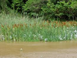 Image result for Typha capensis