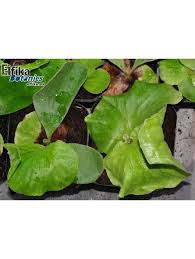 Image result for Platycerium elephantotis