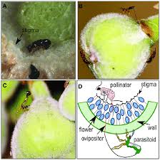 Deep in the tropical rainforests of borneo, an unlikely partnership has developed over the years. Oviposition Strategies Of Fig Wasps Representative Wasp Species Of The Download Scientific Diagram