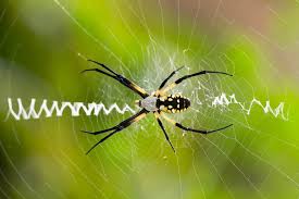 The word argiope means with a bright face in latin. What To Know About The Garden Spider Southern Living