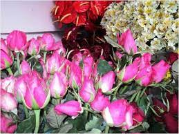 Pink Roses At The Baguio City Market Pink Roses Flowers Red