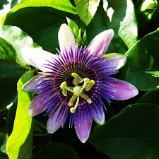 There are also birds and other. Beautiful Passion Fruit Flower Keywest Flowers Flowersinkeywest Passionfruit Purple Tr Passion Fruit Flower Passion Flower Handmade Fused Glass Jewelry