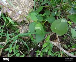 Image result for Orthosiphon thymiflorus