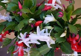 Which one do you have? How To Get Your Christmas Cactus To Flower Again
