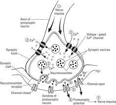 It's great for kids because it is very easy to understand. The Anatomy Of A Synapse Answer Key