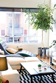 Image result for ficus benjamina en casa