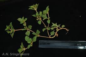 Image result for Acanthospermum australe