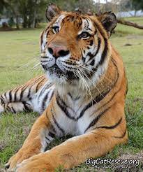 Good Morning Big Cat Rescue Friends Simba Tiger Welcomes You To The Weekend Happy Caturday Everyone Good Big Cat Rescue Wild Cats Cute Animal Pictures