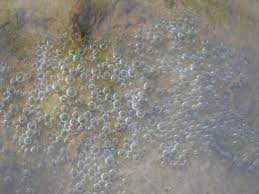 Raising koi fry is a very rewarding activity and you are in for a real treat in watching your new baby koi fish grow. Fish Eggs