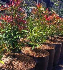 Jenis jenis bunga pucuk merah. Bungaku Jual Jenis Tanaman Hias Outdoor Tahan Panas Oleana Pucuk Merah