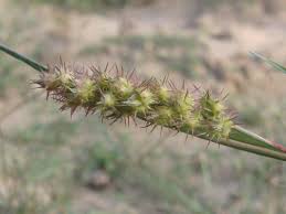 Image result for Cenchrus incertus