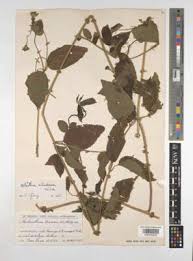 Image result for Lipotriche marlothiana