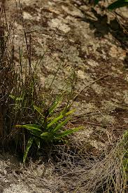 Image result for Habenaria galpinii