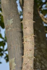 Image result for Anthocleista vogelii