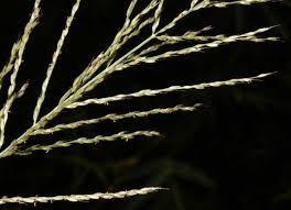 Image result for Arundinella nepalensis