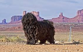 Good Hungarian Dog Names For A Puli Or Komondor Pethelpful By Fellow Animal Lovers And Experts