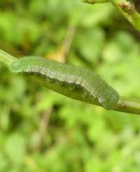 Caterpillars Naturespot