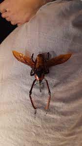 タイタンオオウスバカミキリ (Titanus giganteus) - Picture Insect