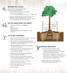 Fall Is For Planting Trees Nursery Supplies Trees To Plant Plants