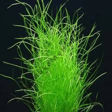 Image result for Potamogeton octandrus