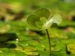 Image result for Marsilea vera