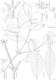 Image result for Memecylon sp. D