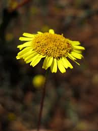 Image result for Pentanema indicum