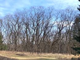 First and second generations of timber