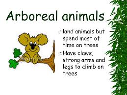 Tell Why Different Animals Live In Different Habitats Ppt