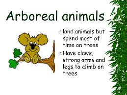 tell why different animals live in different habitats ppt